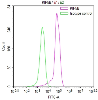 KIF5B Antibody
