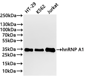HNRNPA1 Antibody