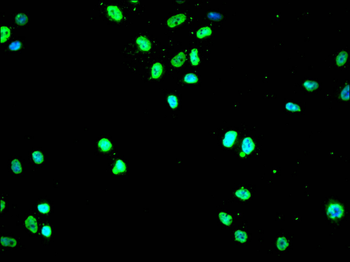 HNRNPA1 Antibody