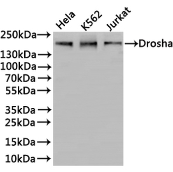 DROSHA Antibody