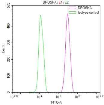 DROSHA Antibody