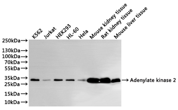 AK2 Antibody