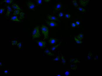 AK2 Antibody