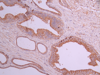 CAPN1 Antibody