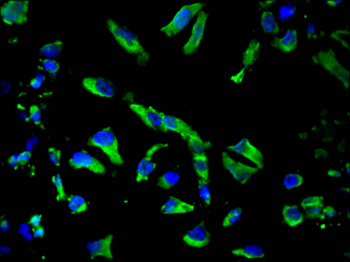 CAPN1 Antibody