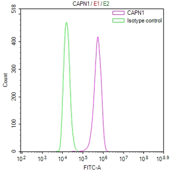 CAPN1 Antibody