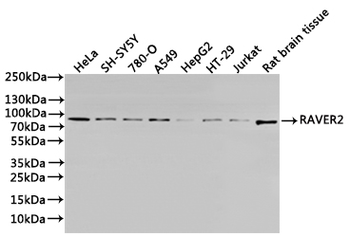 RAVER2 Antibody