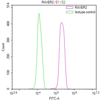 RAVER2 Antibody