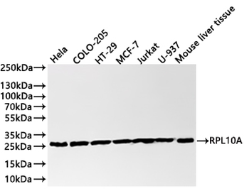RPL10A Antibody