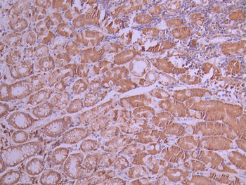 RPL10A Antibody