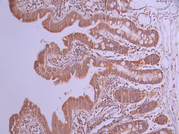 RPL10A Antibody