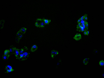 RPL10A Antibody