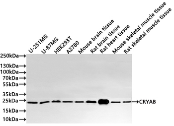 CRYAB Antibody