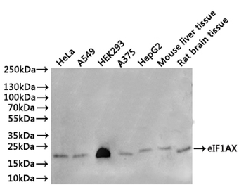 EIF1AX Antibody