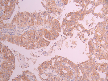 EIF1AX Antibody