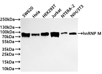 HNRNPM Antibody