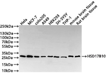 HSD17B10 Antibody