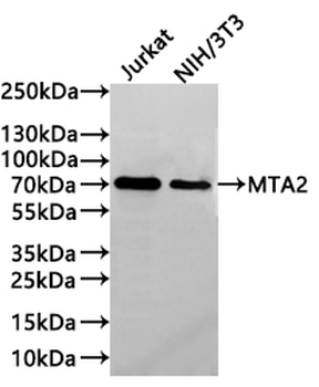 MTA2 Antibody