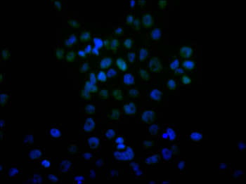 MTA2 Antibody