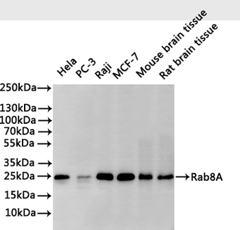 RAB8A Antibody