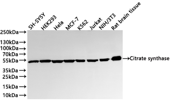 CS Antibody