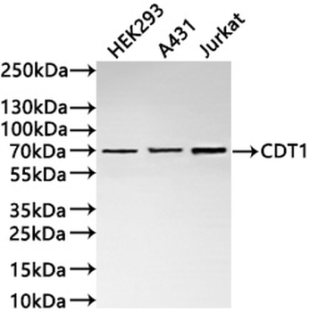 CDT1 Antibody