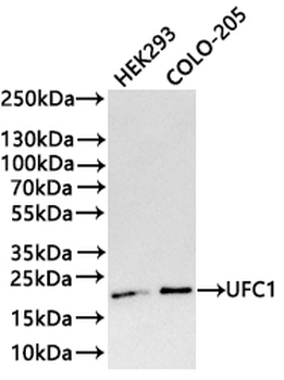 UFC1 Antibody