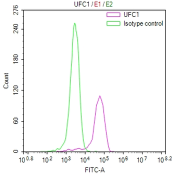 UFC1 Antibody
