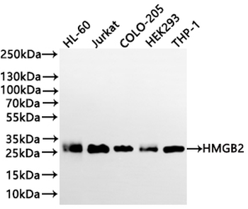 HMGB2 Antibody