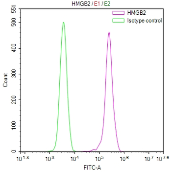 HMGB2 Antibody