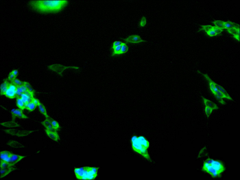 ANXA7 Antibody