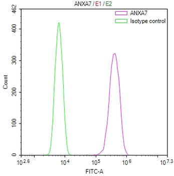 ANXA7 Antibody
