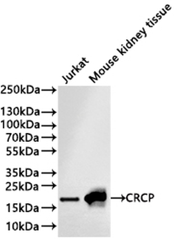 CRCP Antibody