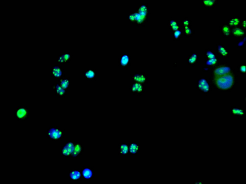 CRCP Antibody