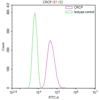 CRCP Antibody