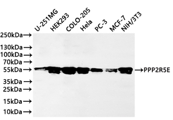 PPP2R5E Antibody