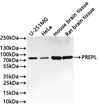 PREPL Antibody
