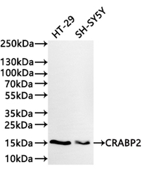 CRABP2 Antibody