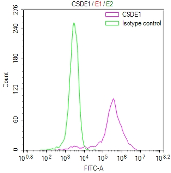 CSDE1 Antibody