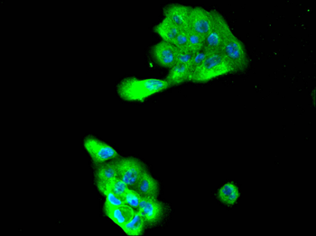 OPA1 Antibody