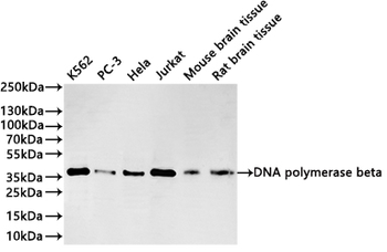 POLB Antibody