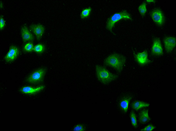 ULK3 Antibody