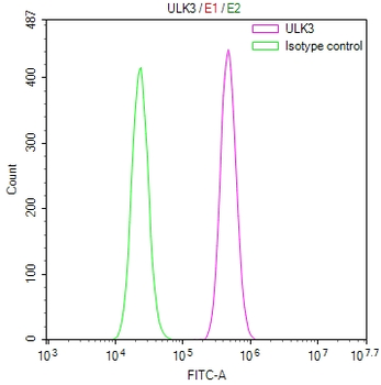 ULK3 Antibody