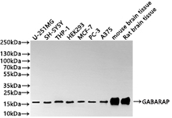 GABARAP Antibody