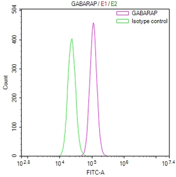 GABARAP Antibody
