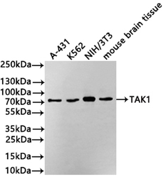 MAP3K7 Antibody