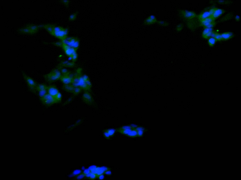 CALB2 Antibody