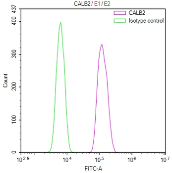 CALB2 Antibody