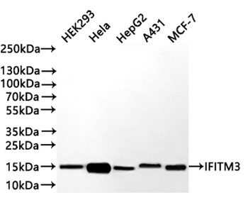 IFITM3 Antibody