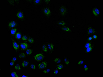 IFITM3 Antibody